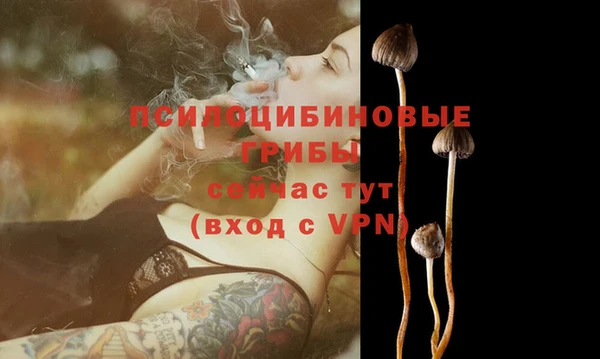 сатива Каменногорск